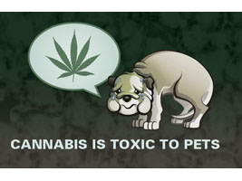 Cannabis Card Graphic