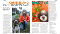 megaphone cannabis toxicity in dogs news article link
